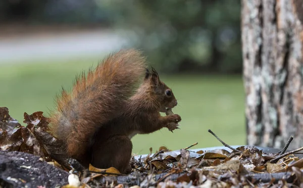 Vörös mókus keres élelmiszer — Stock Fotó