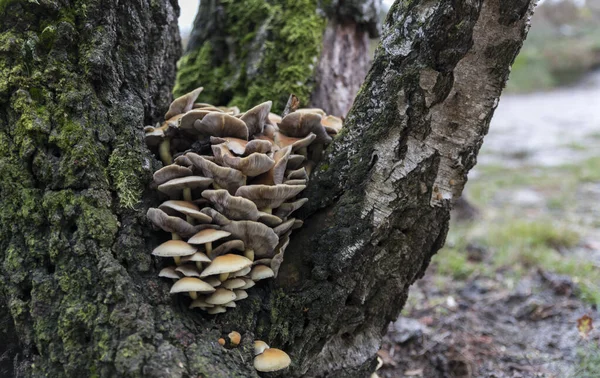 Beautifull fungus in a tree — Stock Photo, Image