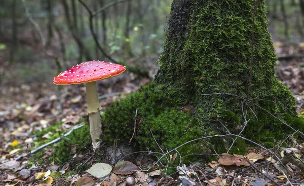 Very big fly agaric red mushroom — Stock Photo, Image