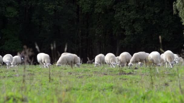 Hollandiai Mezőn Legeltetett Juhok Csordája Kutya Irányít — Stock videók