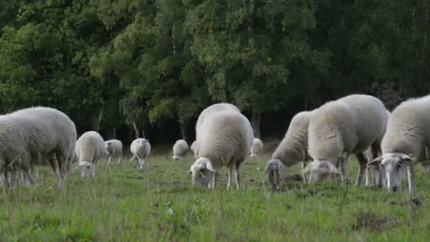 troupeau de moutons pâturant dans les champs à Holland et le chien est en contrôle 
