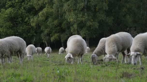 Gregge Pecore Pascolo Nel Campo Olanda Cane Controllo — Video Stock