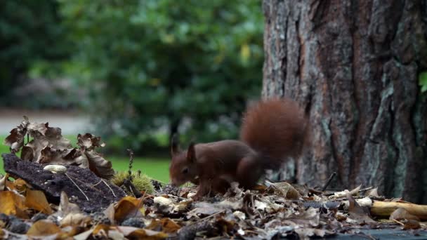 Red Squirrel Looking Seeds Other Foods Find Peanuts Garden Table — Stock Video