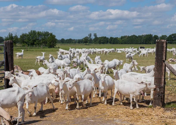 Kozy jedí trávu na vysokých pastvinách v Holandsku — Stock fotografie