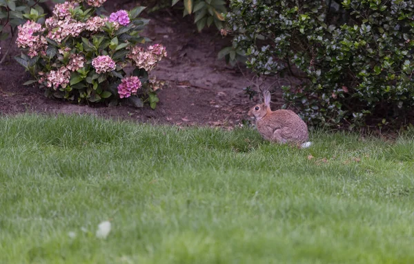 Kelinci muda di taman dengan bunga — Stok Foto