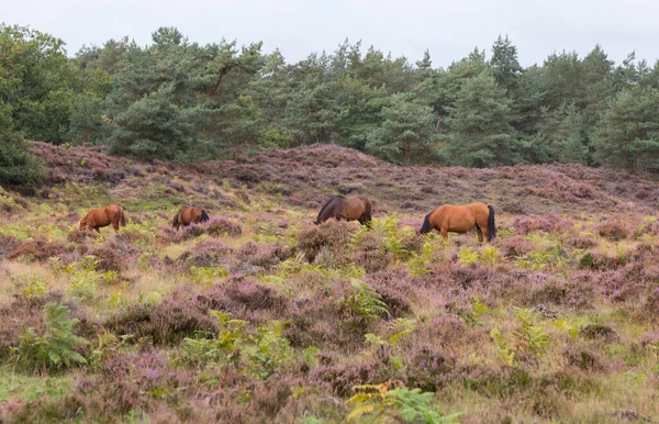 Divoké koně z hlediska De Valenberg, v přírodní rezervaci Planken Wambuis — Stock fotografie