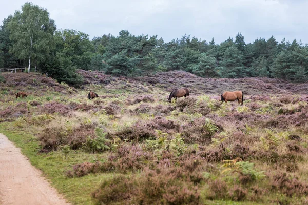 Divoké koně z hlediska De Valenberg, v přírodní rezervaci Planken Wambuis — Stock fotografie