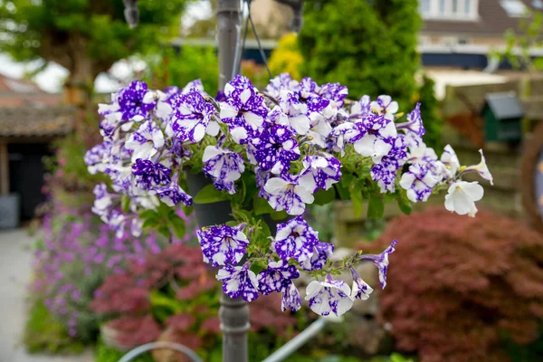 Roxo branco Cesta de suspensão Petúnias — Fotografia de Stock