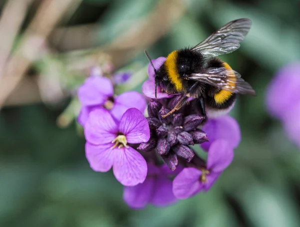 Humlan samlar honung från en lila blomning — Stockfoto