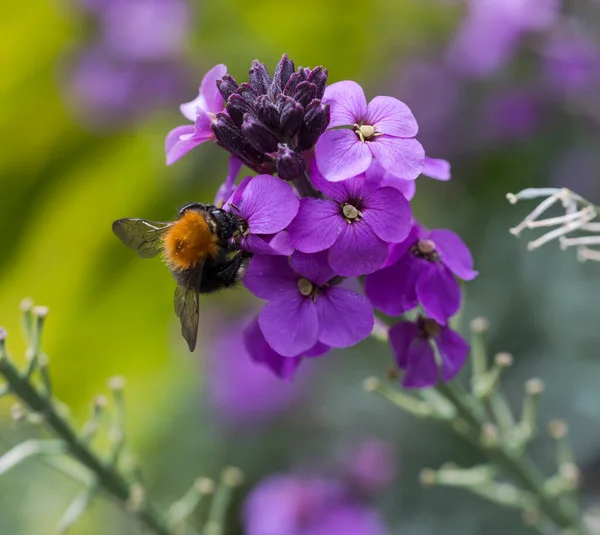 Humlebi indsamle honning fra en lilla blomstrende - Stock-foto