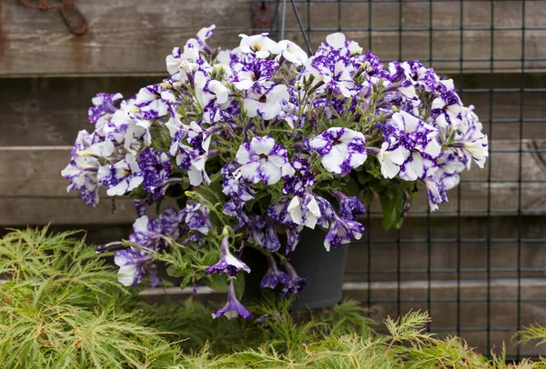Púrpura blanco Cesta colgante Petunias — Foto de Stock