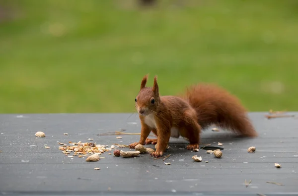 赤リスが食べ物を探して — ストック写真