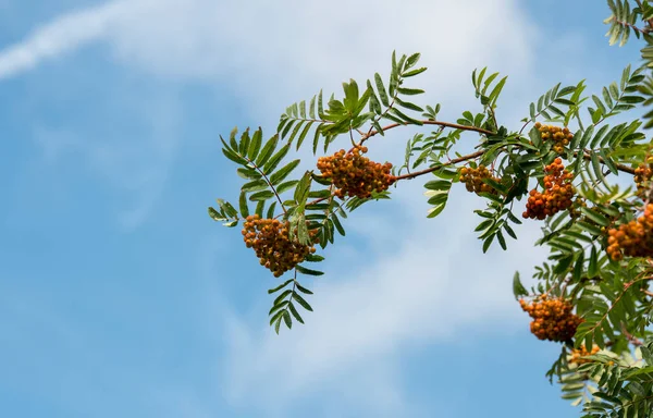 Red berries with blue sky — Stock Photo, Image
