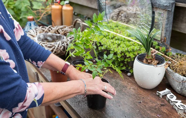 Volwassen vrouw bezig in de tuin verpotten jonge tomaat plant — Stockfoto