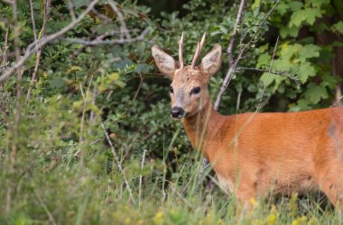 Çayırda duran bebek geyik
