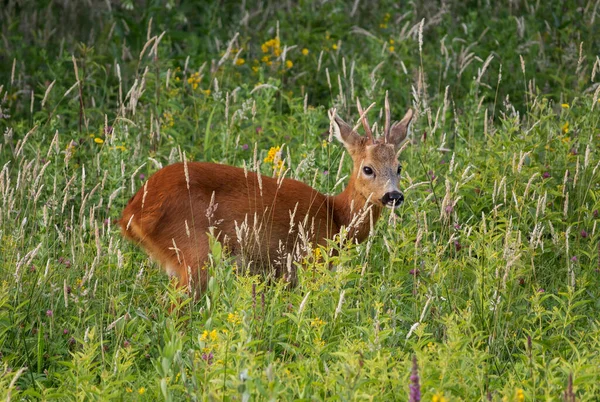 Baby deer standing in the meadow — Stock Photo, Image