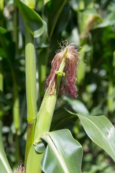 Tallos de maíz crecen en un campo —  Fotos de Stock