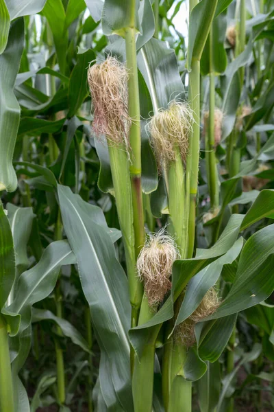 Tallos de maíz crecen en un campo —  Fotos de Stock