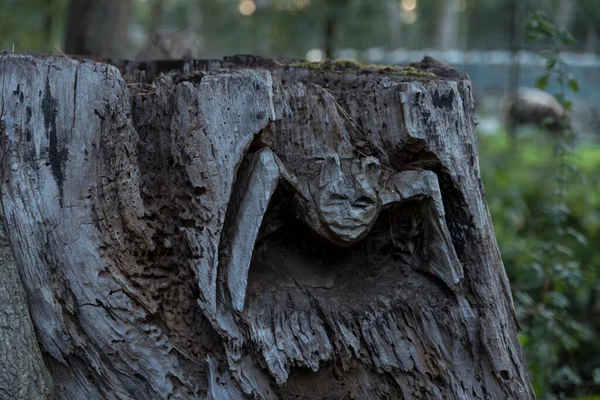 Nietoperza wciętego w pień drzewa — Zdjęcie stockowe