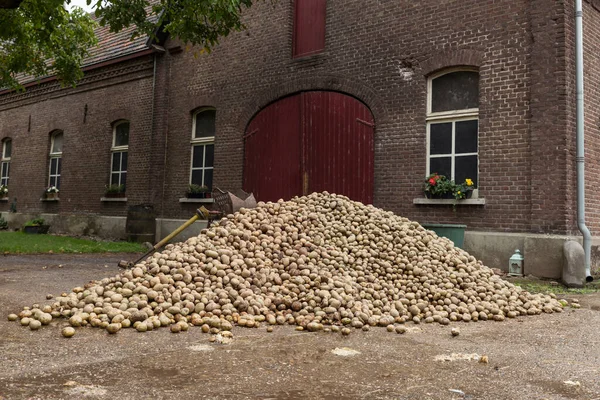 A large stack of potatoes for consumption — Stock Photo, Image