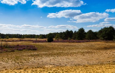 Doğa rezervi Maasduinen