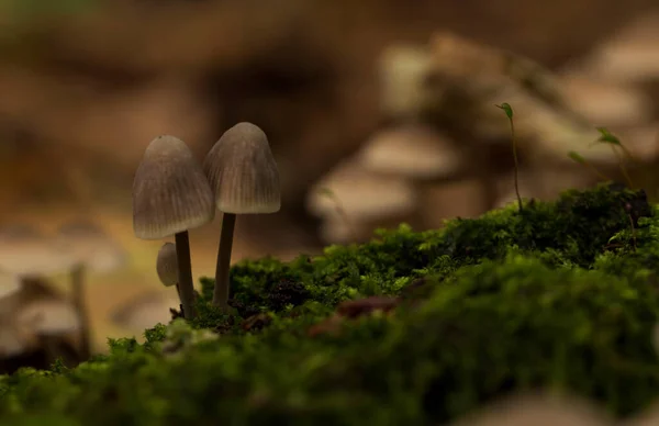 Small fungus or mushroom — Stock Photo, Image