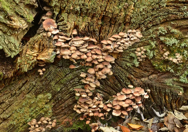 Fungus End Tree Stump Bolam Lake Belsay Northumberland England — Stock Photo, Image