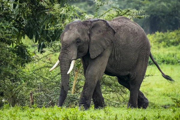 Африканский Слон Loxodonta Africana Проходит Мимо Акации Поляне Кратер Нгоронгоро — стоковое фото