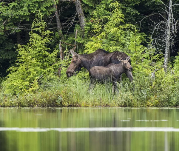 Och Kalv Älgen Alces Alces Stranden Sjö Nordöstra Ontario Ontario — Stockfoto