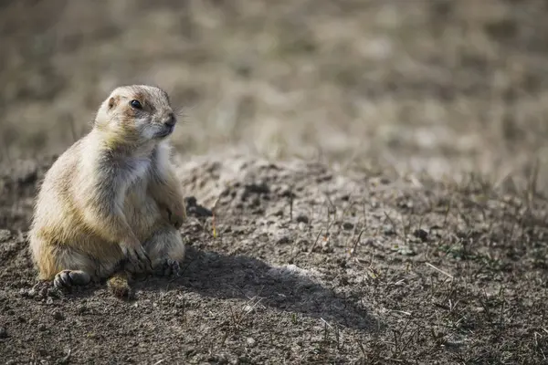 Black Tailed Prairie Dog Cynomys Ludovicianus Grasslands National Park Saskatchewan — Stock Photo, Image