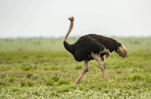 Male Ostrich Struthio Camelus Walking Lush Grassy Plain Serengeti National — Stock Photo, Image