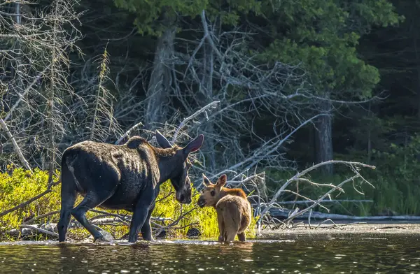 Vaca Alce Ternera Vadeando Agua Largo Orilla Lago Noreste Ontario —  Fotos de Stock