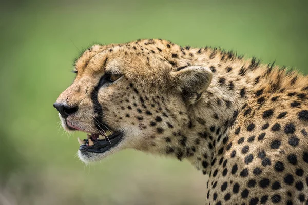 Primo Piano Della Testa Del Ghepardo Acinonyx Jubatus Che Affaccia — Foto Stock