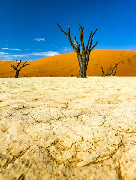 Salt Pan Deadvlei Sossusvlei Hardap Region Namibia — Stock Photo, Image