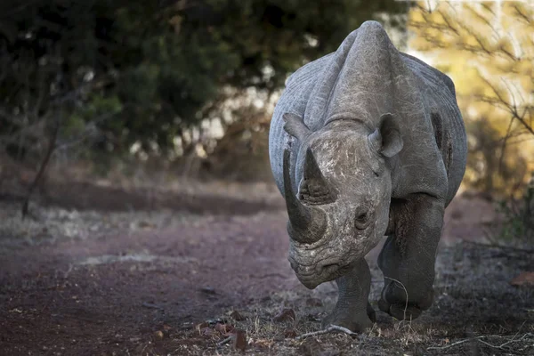 Black Rhinoceros Diceros Bicornis Ethiopia — Stock Photo, Image