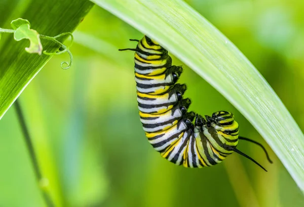 Monark Caterpillar Danaus Plexippus Hängande Från Gröna Blad Före Puppan — Stockfoto