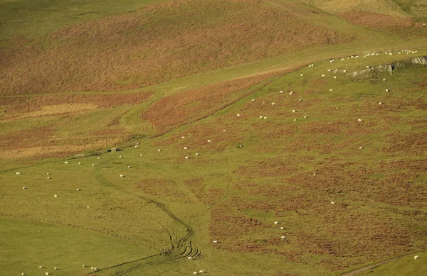 Schafe Weiden Auf Cheviot Hügeln Northumberland Nationalpark Northumberland England — Stockfoto
