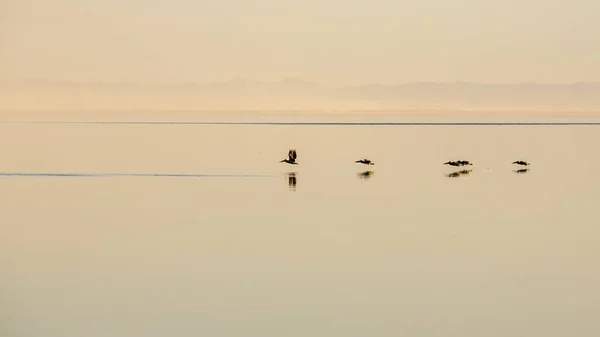 Pelikanen Laag Vliegen Met Hun Reflecties Het Rustige Oppervlak Van — Stockfoto