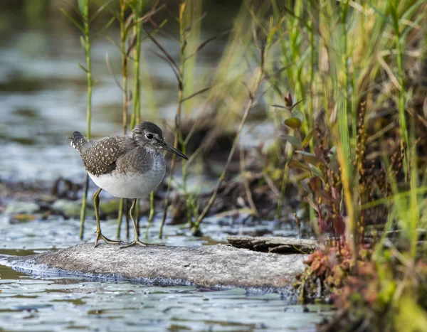 Bécasseau Tacheté Actitis Macularia Marchant Sur Une Bille Dans Eau — Photo