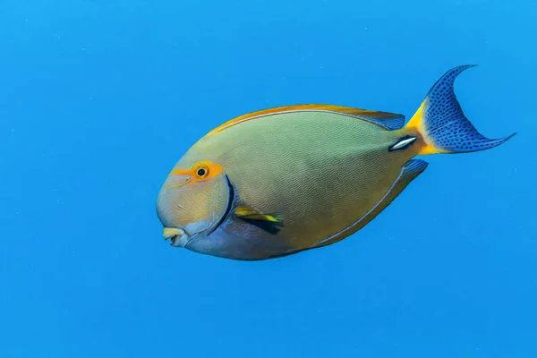 Bir Sahiptirler Surgeonfish Acanthurus Dussumieri Tarafından Kona Coast Parlak Mavi — Stok fotoğraf