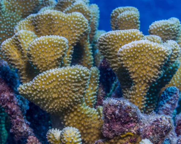 Κέρατο Ελαφιού Coral Pocillopora Grandis Φωτογραφήθηκε Ενώ Καταδύσεις Στην Ακτή — Φωτογραφία Αρχείου