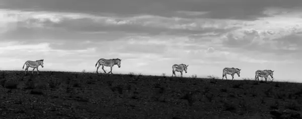 Five Zebras Walking Row Sunset Sossusvlei Hardap Region Namibia — Stock Photo, Image