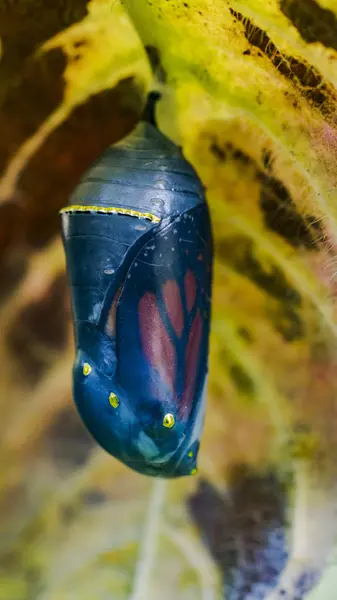 Farfalla Monarca Danaus Plexippus Appesa Una Pianta Fase Crisalide Ontario — Foto Stock