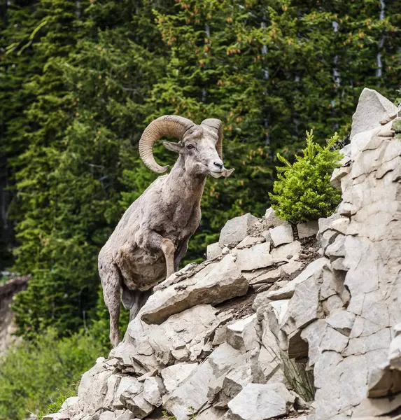 Een Bighorn Schaap Ovis Canadensis Het Nationaal Park Yellowstone Wyoming — Stockfoto