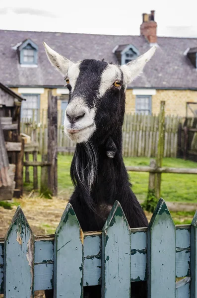 Goat Peering Blue Painted Fence Beamish County Durham England — Stock Photo, Image