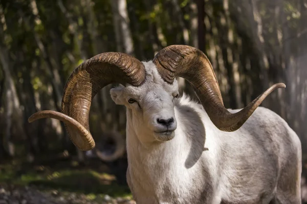 Dall Sheep Ram Ovis Dalli Cativo Yukon Territory Canadá — Fotografia de Stock