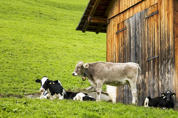 Bovini Prato Inclinato Con Fienile Legno San Candido Bolzano Italia — Foto Stock