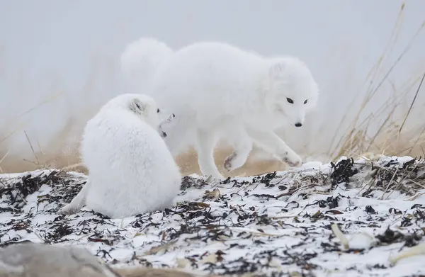 Арктические Лисы Vulpes Lagopus Играют Снегу Берегу Гудзонова Залива Черчилль — стоковое фото