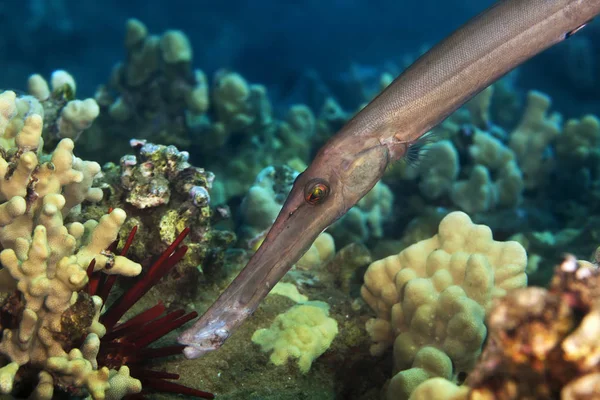 클로즈업의 Trumpetfish Aulostomidae 마우이 하와이 — 스톡 사진