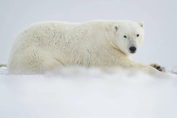 Oso Polar Ursus Maritimus Tendido Nieve Churchill Manitoba Canadá —  Fotos de Stock